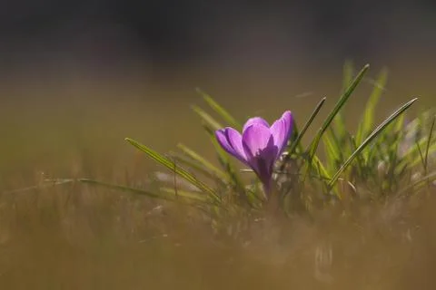 A violet crocuse with backlight Stock Photos