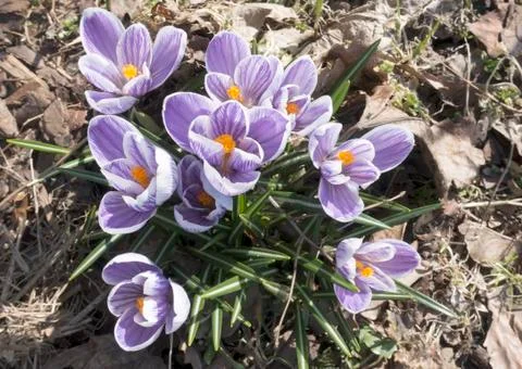Violet crocuses bloom in early spring on old dry foliage Stock Photos