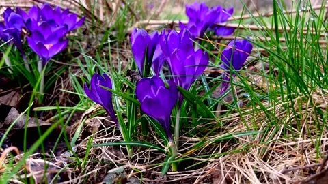 Violet Crocuses flowers blooming at spring. Stock Footage 236702488