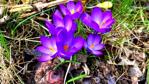 Violet Crocuses flowers blooming at spring. Video stock 237220801