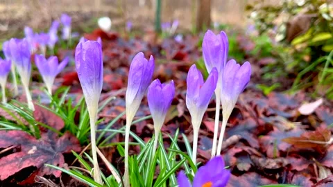Violet Crocuses flowers blooming at spring. Stock Footage 237220863