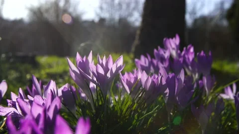 Violet Crocuses Flowers Stock Footage 205233182