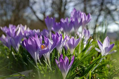 Violet Crocuses Flowers Stock Photos