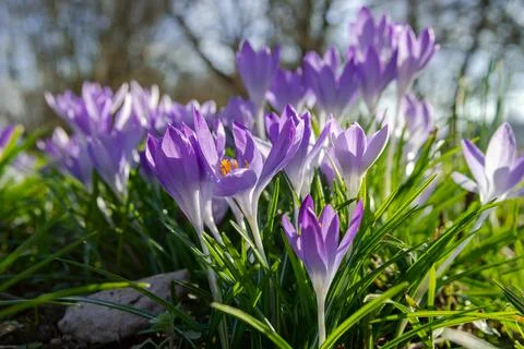 Violet Crocuses Flowers Stock Photos