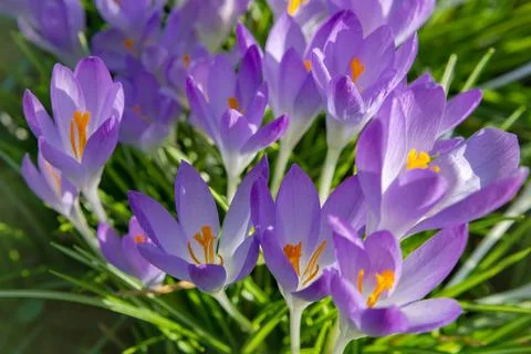 Violet Crocuses Flowers Stock Photos