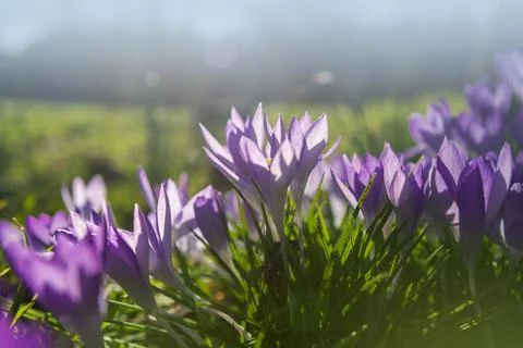 Violet Crocuses Flowers Stock Photos