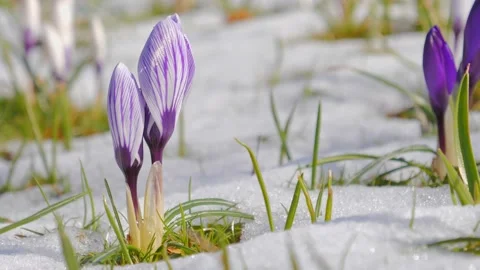 Violet crocuses flowers on snow white background Vídeos de archivo 130704893