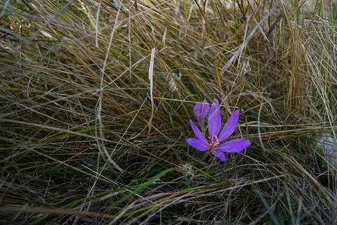 Violet  Crocuses green grass  Stock Photos