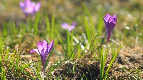 Violet crocuses grows in the sunlight Stock-Footage 102163444