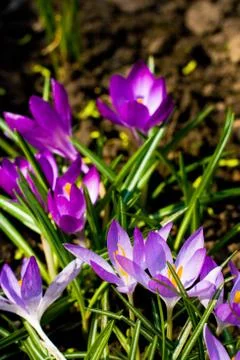 Violet crocuses Stock Photos