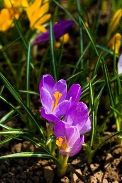 Violet crocuses Foto stock