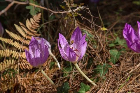 Violet crocuses. Stock Photos