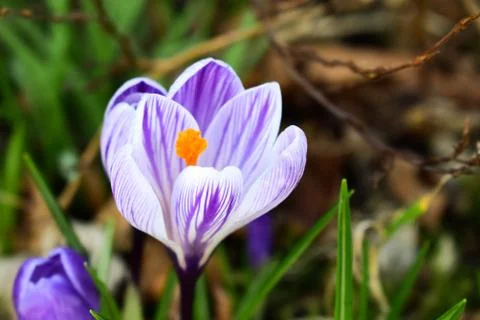 Violet crocuses. Spring first flowers. Close-up Stock Photos