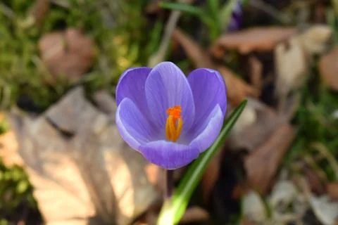 Violet crocuses. Spring first flowers. Close-up Stock Photos