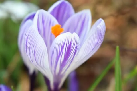 Violet crocuses. Spring first flowers. Close-up Stock Photos