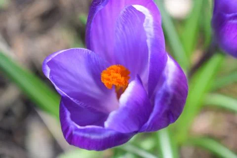 Violet crocuses. Spring first flowers. Close-up Stock Photos