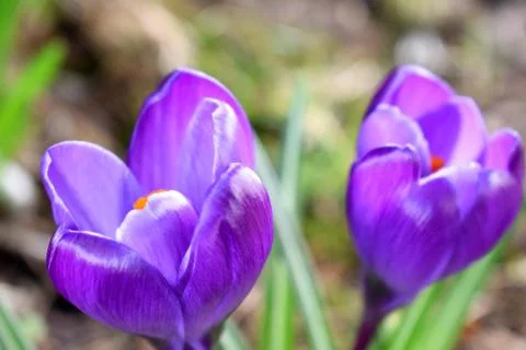 Violet crocuses. Spring first flowers. Close-up Stock Photos