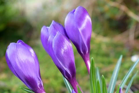 Violet crocuses. Spring first flowers. Close-up Stock Photos
