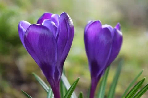 Violet crocuses. Spring first flowers. Close-up Foto stock