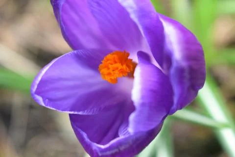 Violet crocuses. Spring first flowers. Close-up Stock Photos