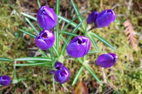Violet crocuses. Spring first flowers. Close-up Stock Photos