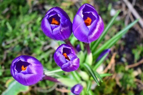 Violet crocuses. Spring first flowers. Close-up Stock Photos