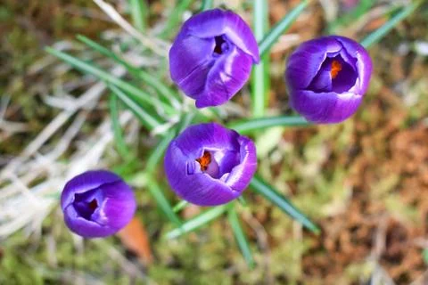 Violet crocuses. Spring first flowers. Close-up Stock Photos