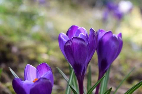 Violet crocuses. Spring first flowers. Close-up 스톡 사진