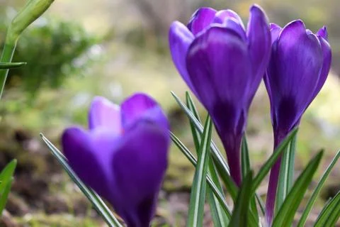 Violet crocuses. Spring first flowers. Close-up Stock Photos