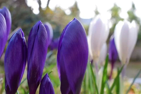 Violet crocuses. Spring first flowers. Close-up Stock Photos