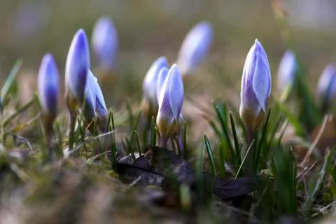 Violet crocuses in the spring in the garden Stock Photos