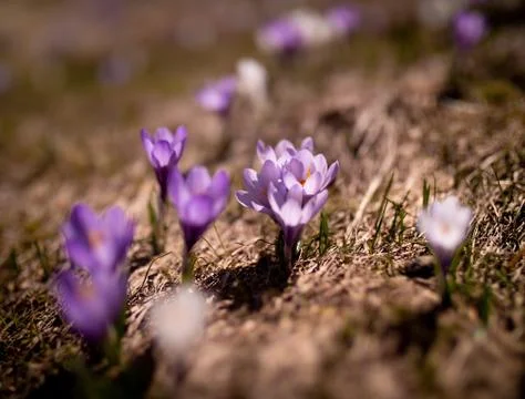 Violet crocuses in spring. Stock Photos