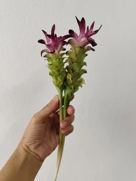 Violet curcuma bunch in hand. Stock Photos