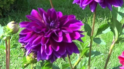 Violet dahlia Stock Footage 59896143