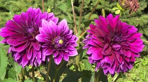 Violet dahlia Stock Footage 59905322