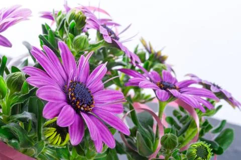 Violet daisies Stock Photos