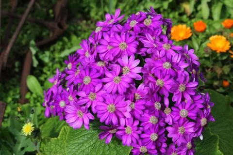 Violet Daisies Stock Photos