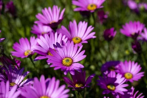 Violet Daisies  Stock Photos