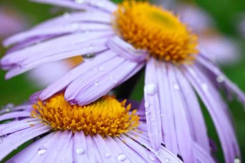 Violet daisies with rain drops Stock Photos
