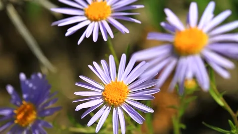 Violet daisy or alpine aster swaying in the summer breeze Stock Footage 86729549