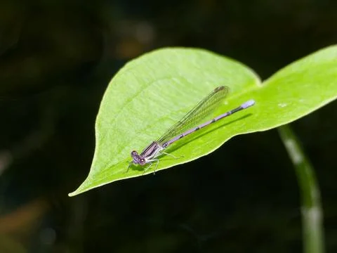 Violet Dancer Damselfly Stockfoto's
