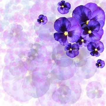 Violet delicate flowers. Frame, background, card, invitation Stock Photos