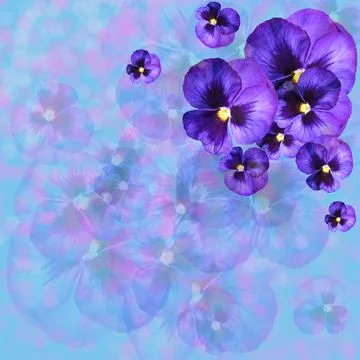 Violet delicate flowers. Frame, background, card, invitation Stock Photos