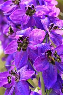 Violet delphinium close up Stock Photos