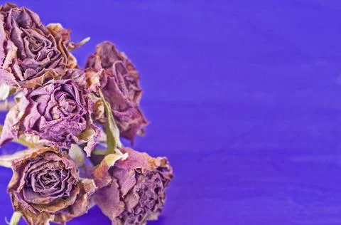 Violet dried roses  background Stock Photos