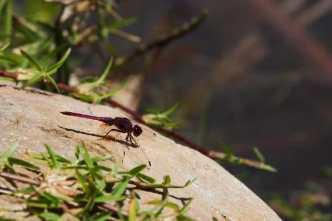 Violet Dropwing Dragonfly On Lakeside Rock (Trithemis annulata) Stock Photos