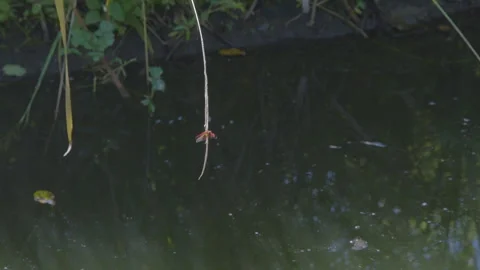 A Violet Dropwing Dragonfly Takesoff. Stock Footage 307604629