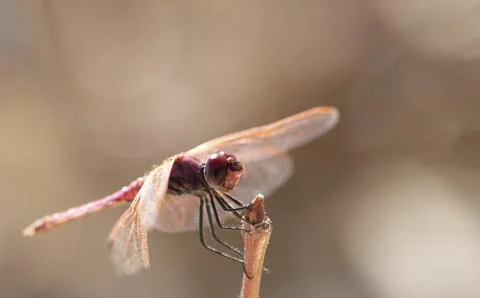 Violet Dropwing perching on a twig by a river side in autumn Stock Photos