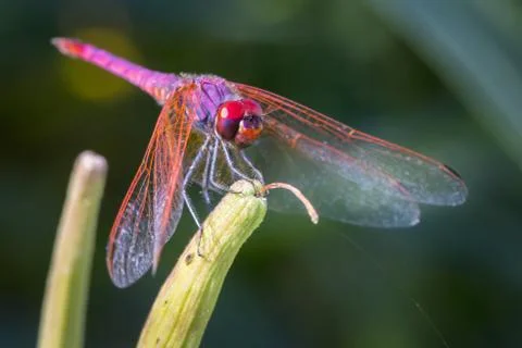 Violet dropwing Stock Photos
