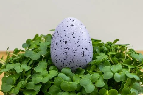 A violet Easter egg with black spots sits on a bed of green grass Stock Photos